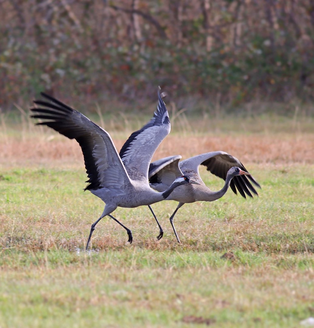 Hakan Yıldırım - Benimpencerem tweet media