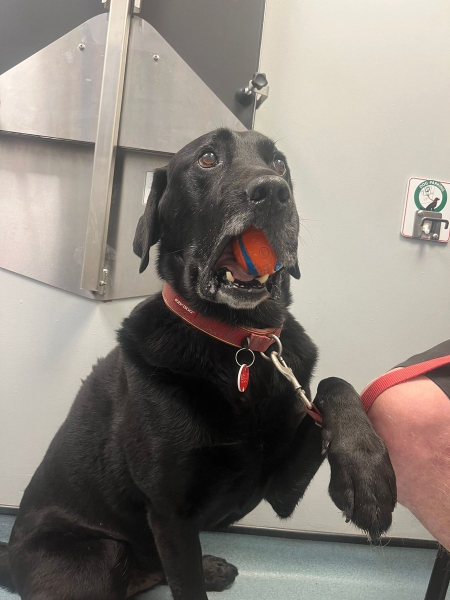 St Kitts Veterinary Group tweet media