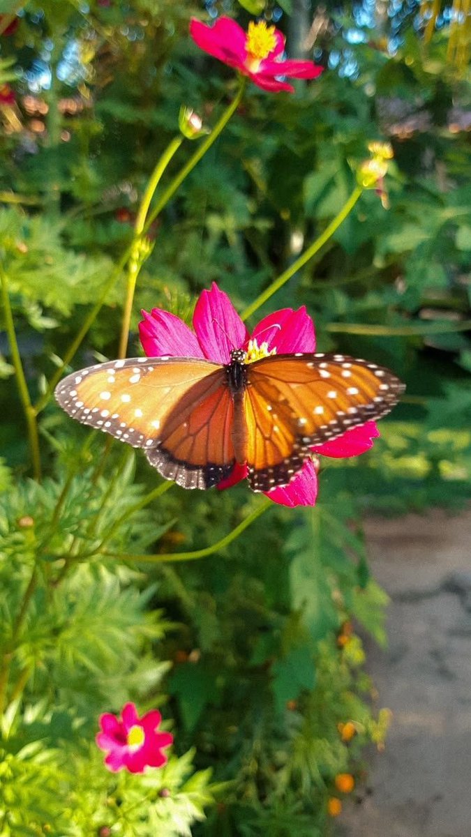 Intresting nature 🌿🪐 tweet media