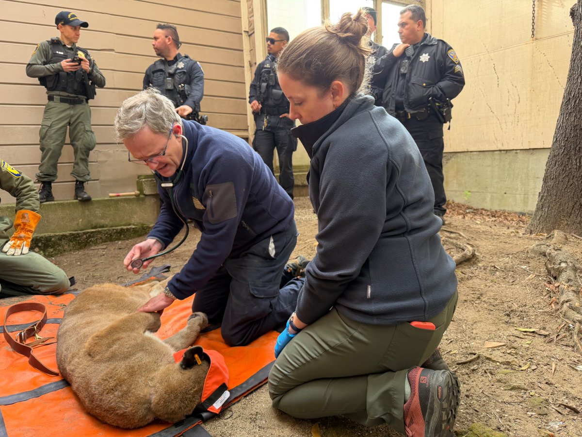 SF Animal Care & Control tweet media