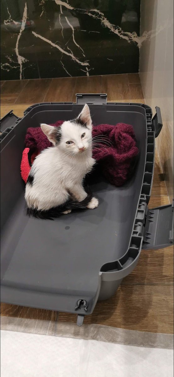 Пані почала цей збір ще до того як він народився десь на його половині він був таким. Давай якось трохи зберемо поки котик ще не відсвяткував свій перший день народження