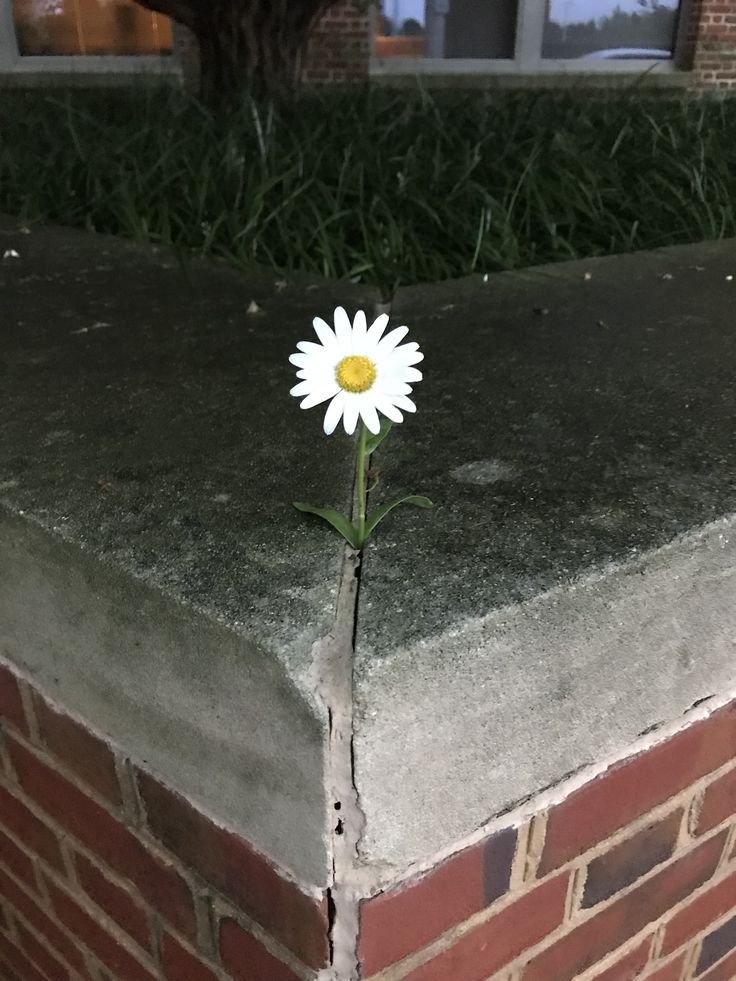 greenvibe's tweet image. 