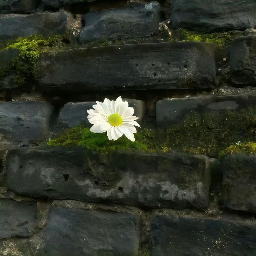 greenvibe's tweet image. 