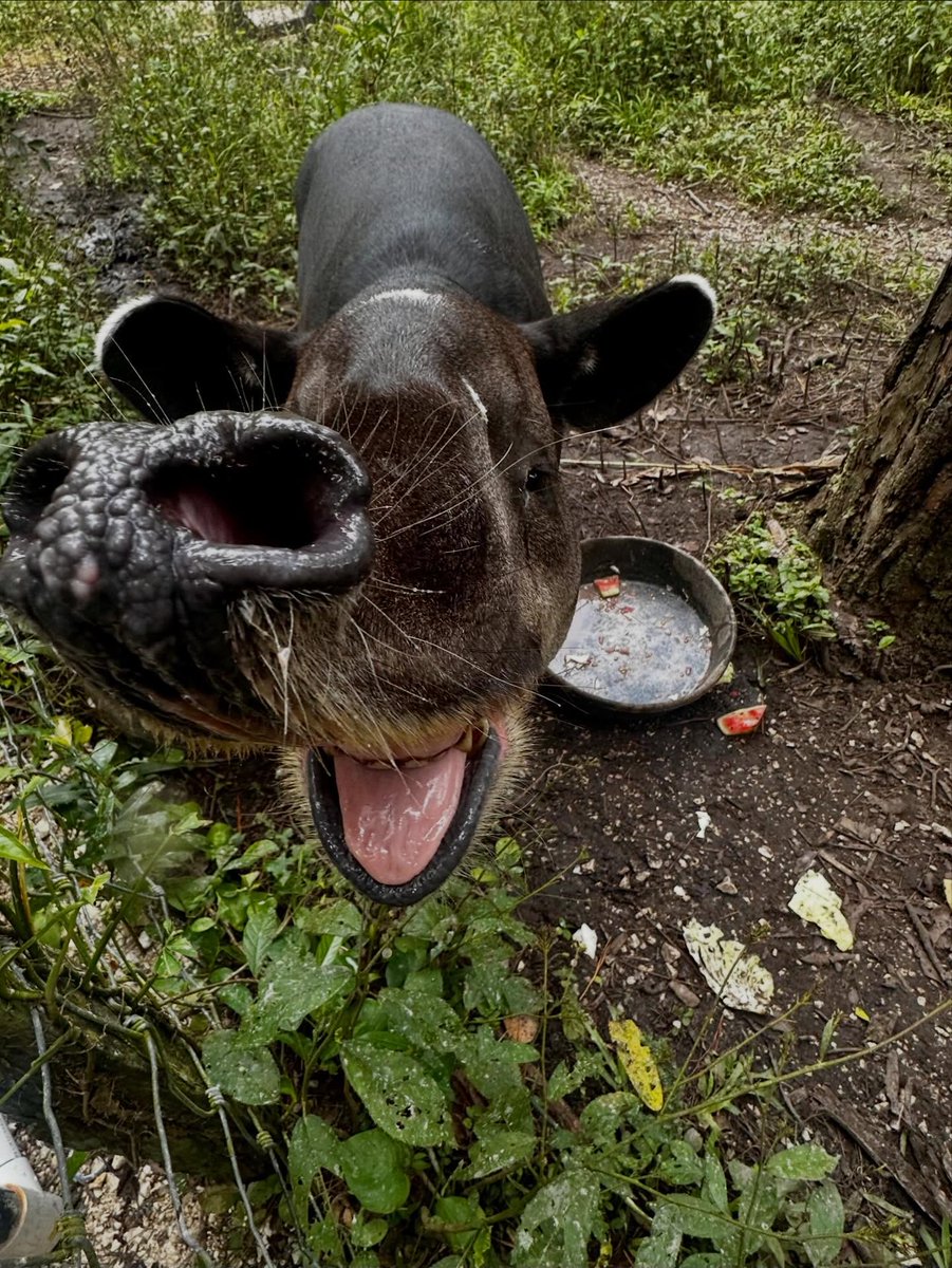 The Belize Zoo and Tropical Education Center tweet media
