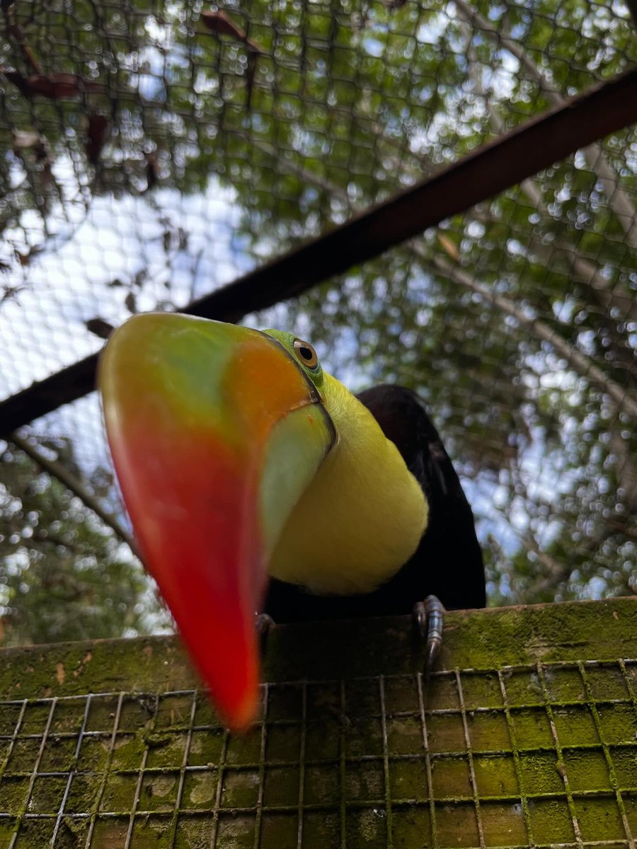 The Belize Zoo and Tropical Education Center tweet media