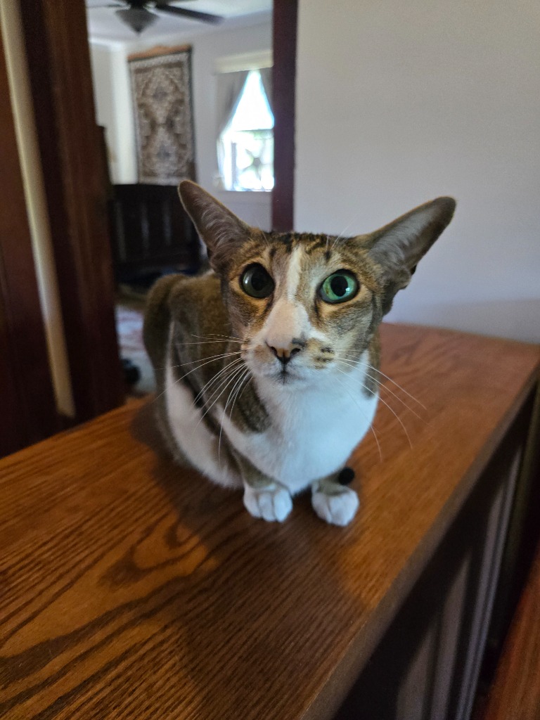 LApetsitting's tweet photo. We make sure every cat—from the quietest to the most talkative—gets the care and companionship they need! Did you know Oriental Shorthairs are known as the extroverts of the cat world? With their sleek coats, big ears, and chatty nature, they love attention and human connection. https://t.co/BM391GlpUA
