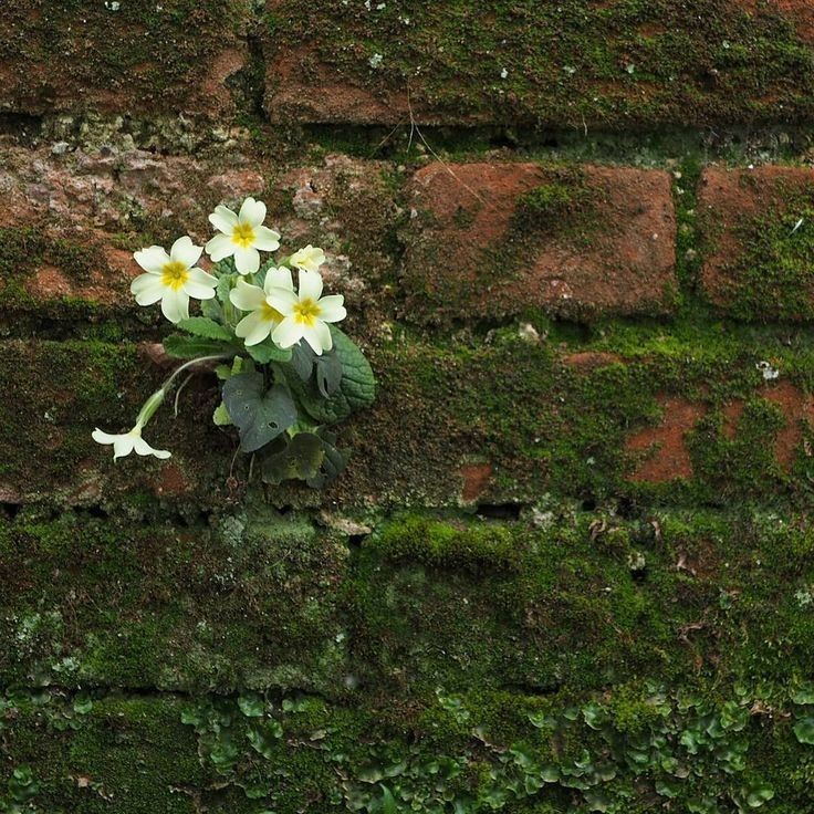 greenvibe's tweet image. 