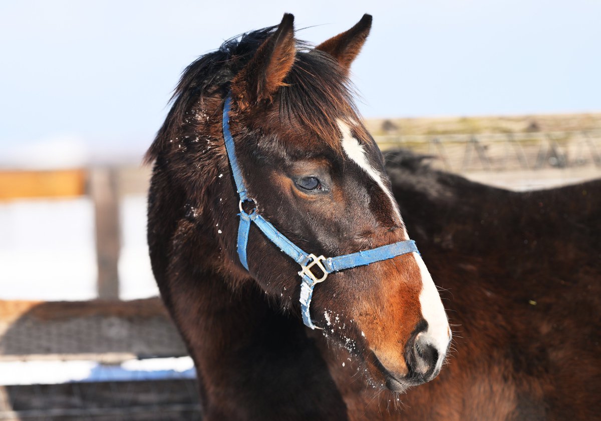 Epoca d'Oro (@orfevreair) / Posts / X