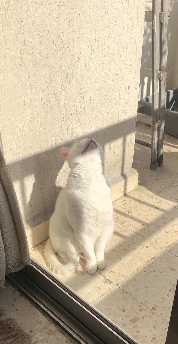 Goodbye sweet friend. 
I will see you soon, in a better place for both of us 
🕊️