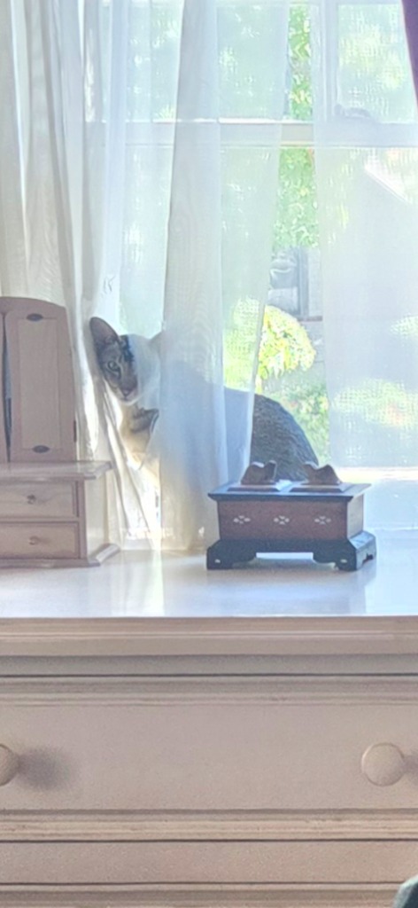 LApetsitting's tweet photo. We make sure every cat—from the quietest to the most talkative—gets the care and companionship they need! Did you know Oriental Shorthairs are known as the extroverts of the cat world? With their sleek coats, big ears, and chatty nature, they love attention and human connection. https://t.co/BM391GlpUA