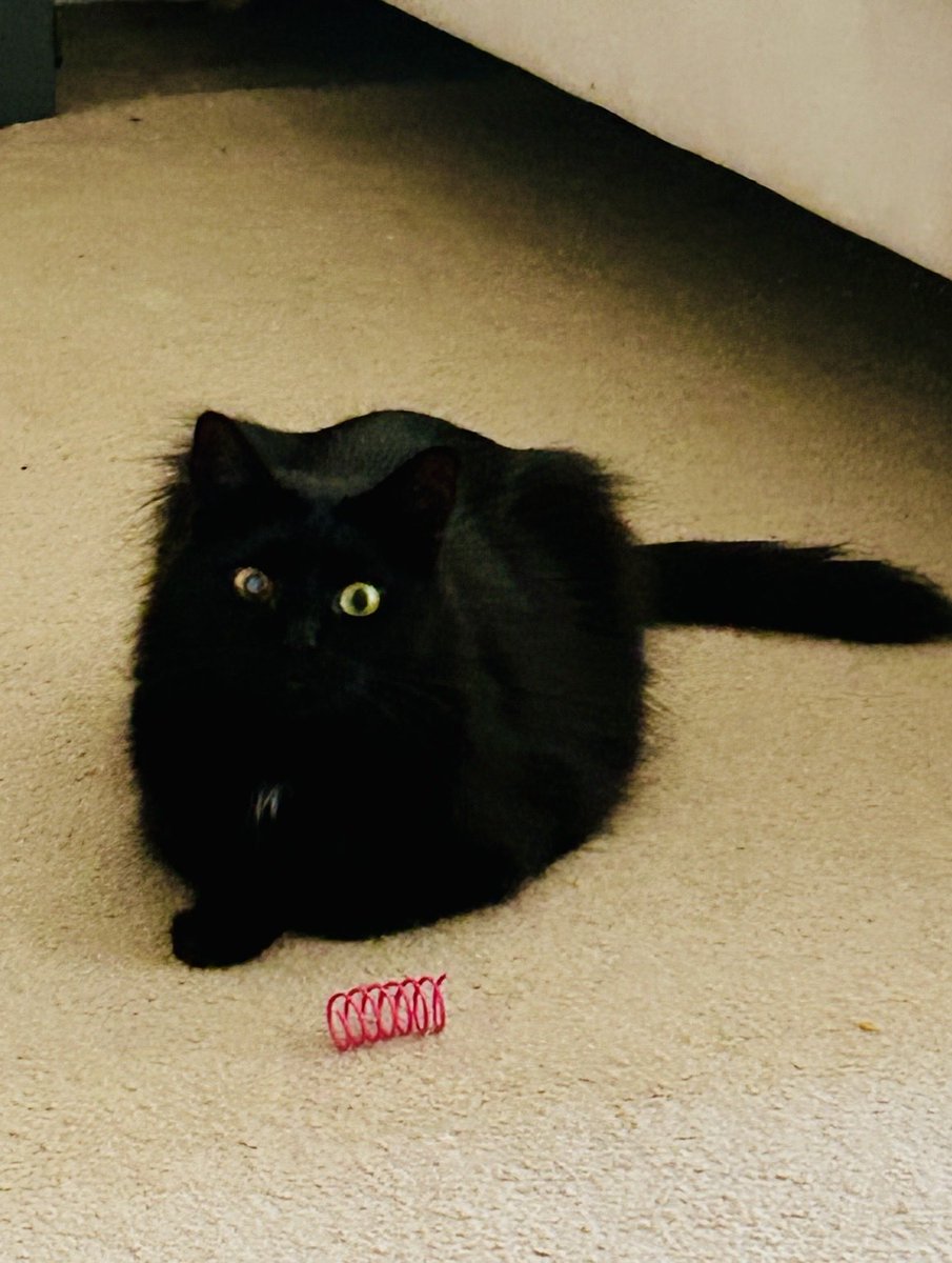 anaem49's tweet photo. @catsnkittys Stefan 🎩✨ https://t.co/yuWciiOV7d