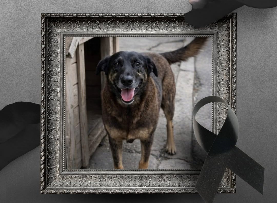 OraculoAntifa's tweet image. 🚨 ATUALIZAÇÕES SOBRE O CASO DO ORELHA 🚨

➡️ A QUADRILHA já é conhecida na cidade: tentaram AFOGAR um, que conseguiu fugir e COLOCARAM PREGOS NA CABEÇA de outro.
➡️ A 1a juíza se declarou suspeita, porque é AMIGA das famílias que são extremamente RICAS. A 2a juíza PROIBIU A…