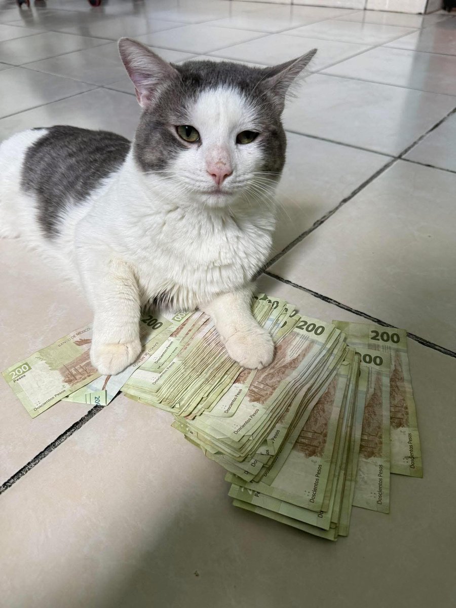 Como lo trates al michi del dinero  te irá el resto del año. 🙏✨️