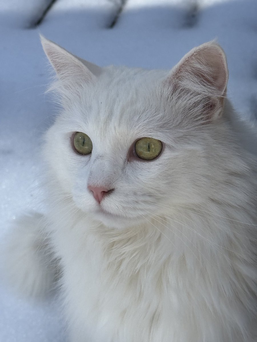 Michael Nicks tweet media