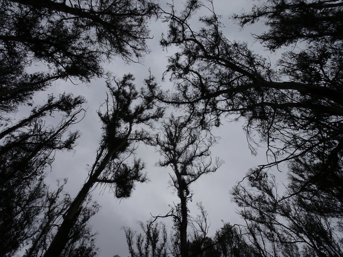 ferchinchin's tweet image. ❝I love TREES. They are like us. Roots on the ground and head to the sky❞.
⭐  Erri de Luca

 🌿  𝐸𝑢𝑐𝑎𝑙𝑦𝑝𝑡𝑢𝑠 𝑔𝑙𝑜𝑏𝑢𝑙𝑢𝑠 Labill. ➤ 𝙼𝚈𝚁𝚃𝙰𝙲𝙴𝙰𝙴.
#Eucalyptus #DeLuca