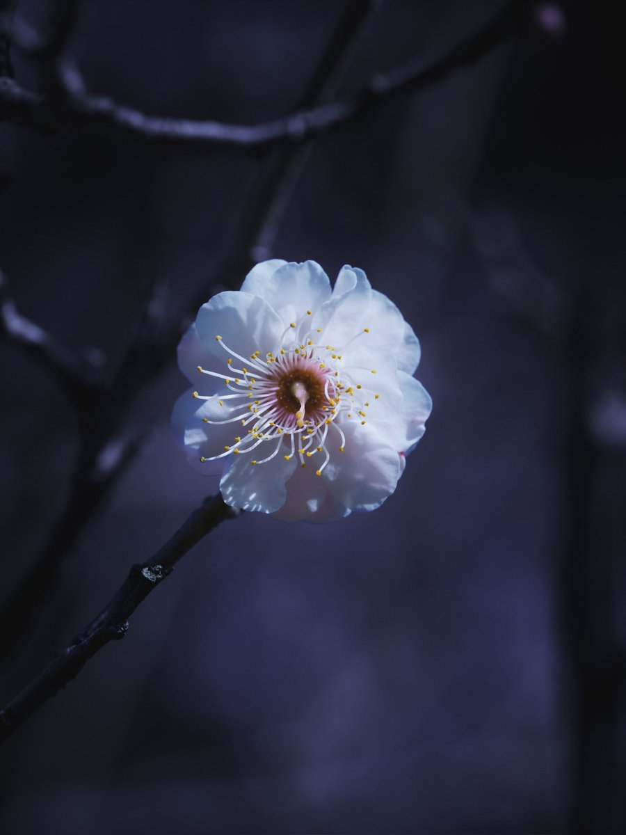 ロバ…✨プライベート (@M3Fun2) / Posts / X