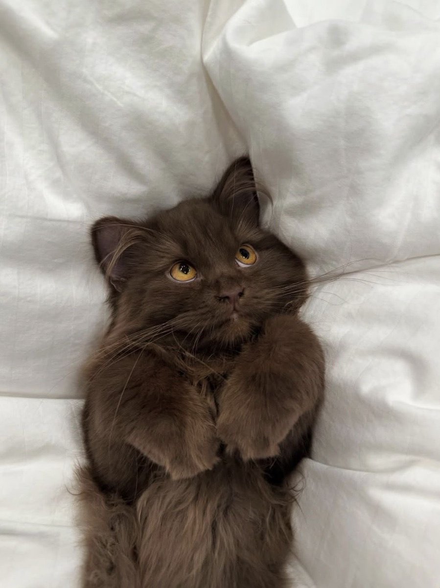 ₙₒₐₙ tweet media