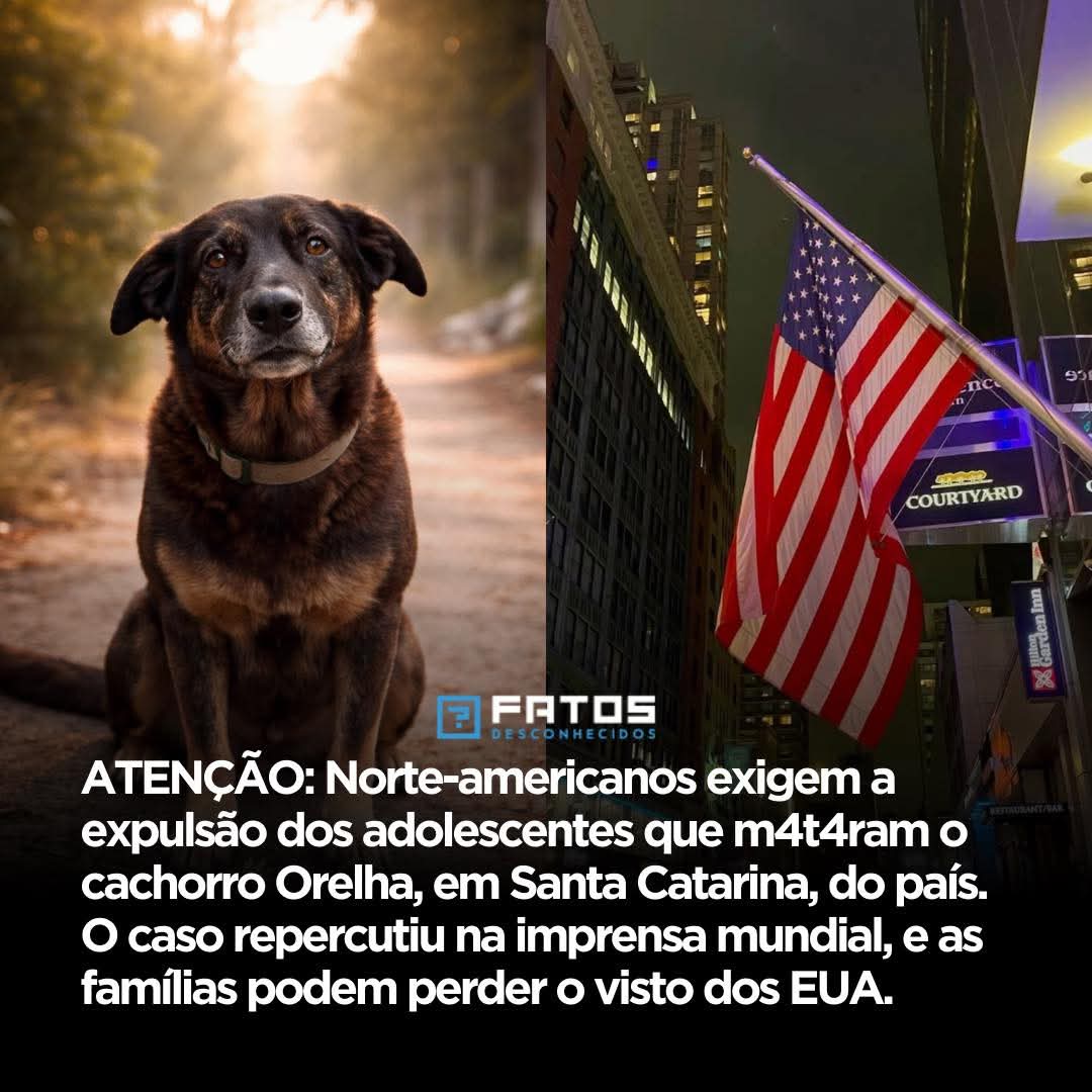 Pimpolhodoceu's tweet photo. E vocês achando que não vai dar nada: até os grandão americano começando a engajar no caso do cachorrinho Orelha: militância pet é foda. Os caras não desistem. Temos bastante a aprender com eles https://t.co/EjPlJ7RhhD
