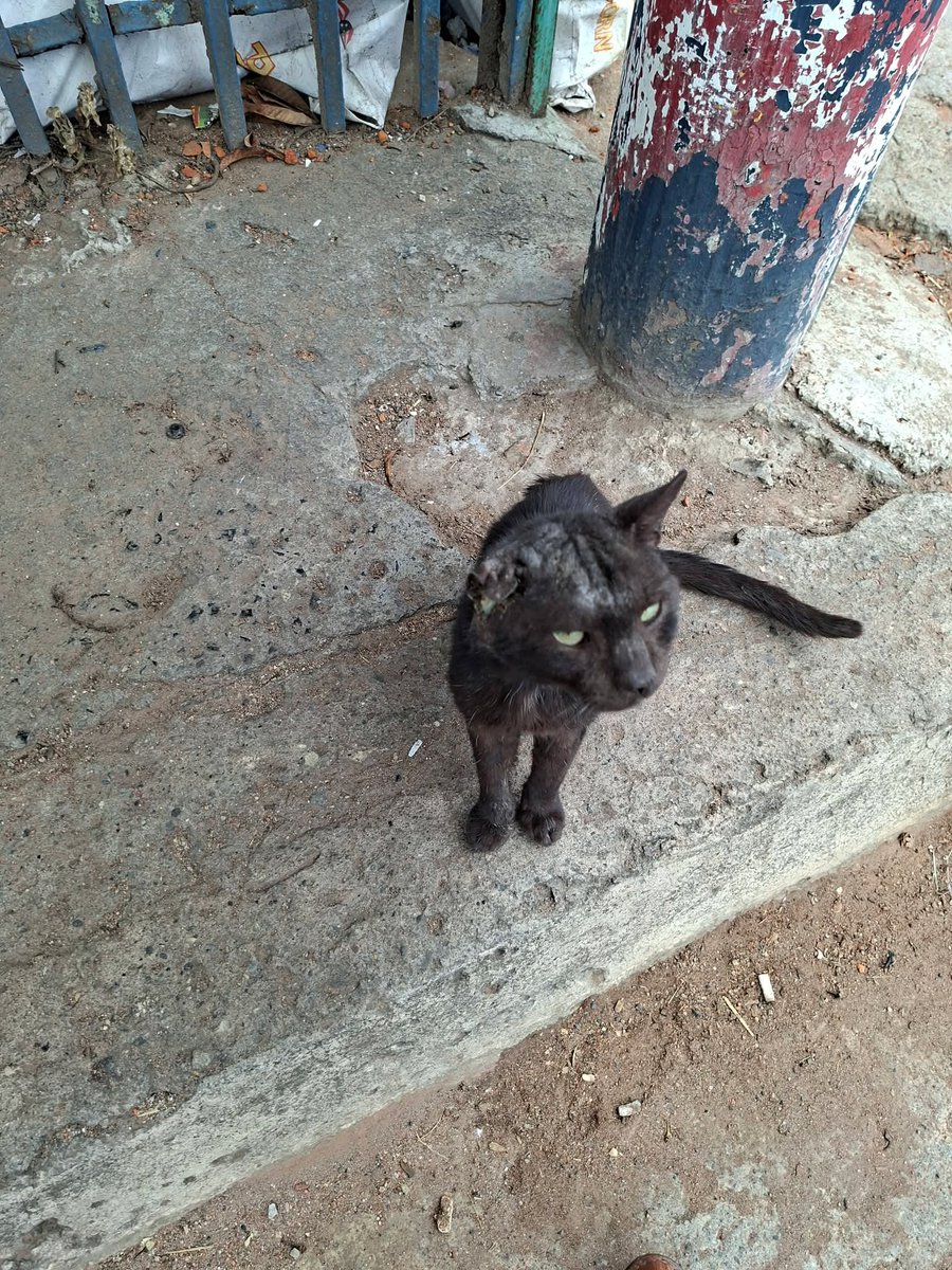 SERVICIO SOCIAL✅️
#ayudaanimal ‼️ ‼️
#urgente 🆘 🆘 

Este gatito esta en ciudad delgado, sobre la juan bertis cerca de una venta de materiales de construccion, 
Frente a banco fedecredito esta muy mal, no tiene pelo en toda su cabeza y la oreja la tiene llena de pus 😭 , yo le