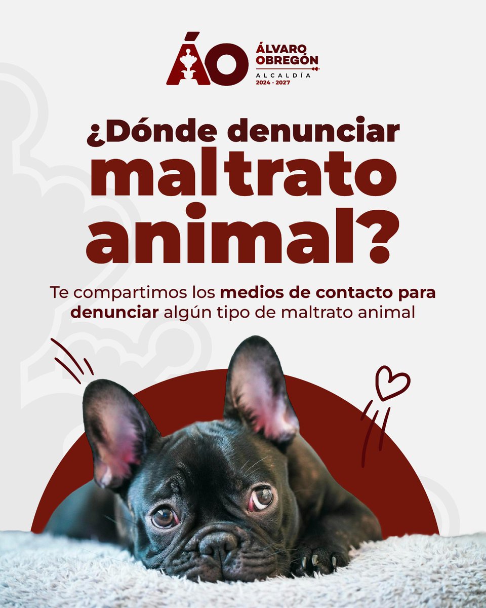AlcaldiaAO's tweet photo. Si eres testigo de maltrato animal en la CDMX, ¡no te calles! 🐾

🐱🐶Hagamos de Álvaro Obregón y nuestra ciudad un lugar más seguro y digno para todos los seres vivos.
#ConstruyendoComunidadÁO https://t.co/mxgIwuR6oj