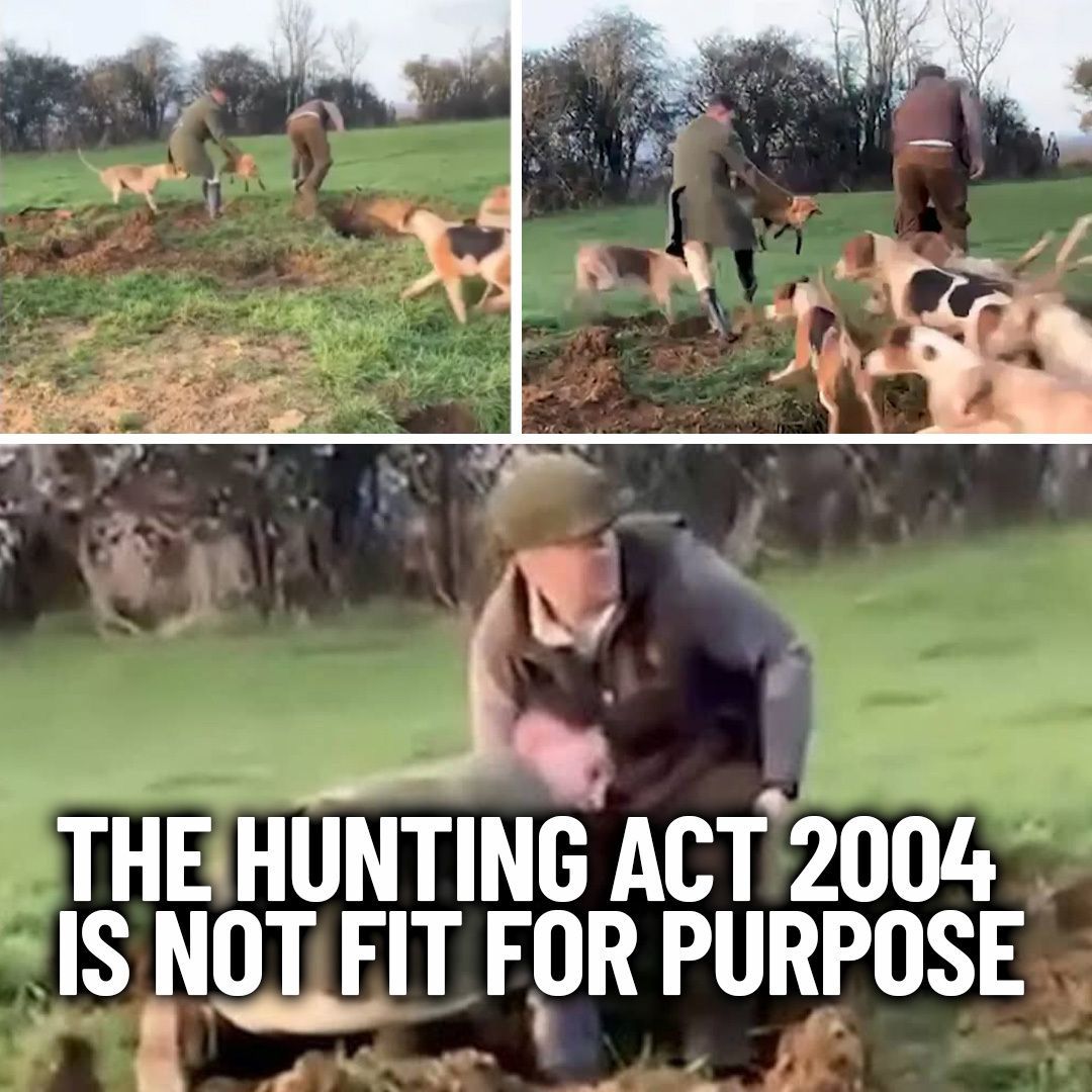 Protect the Wild tweet media