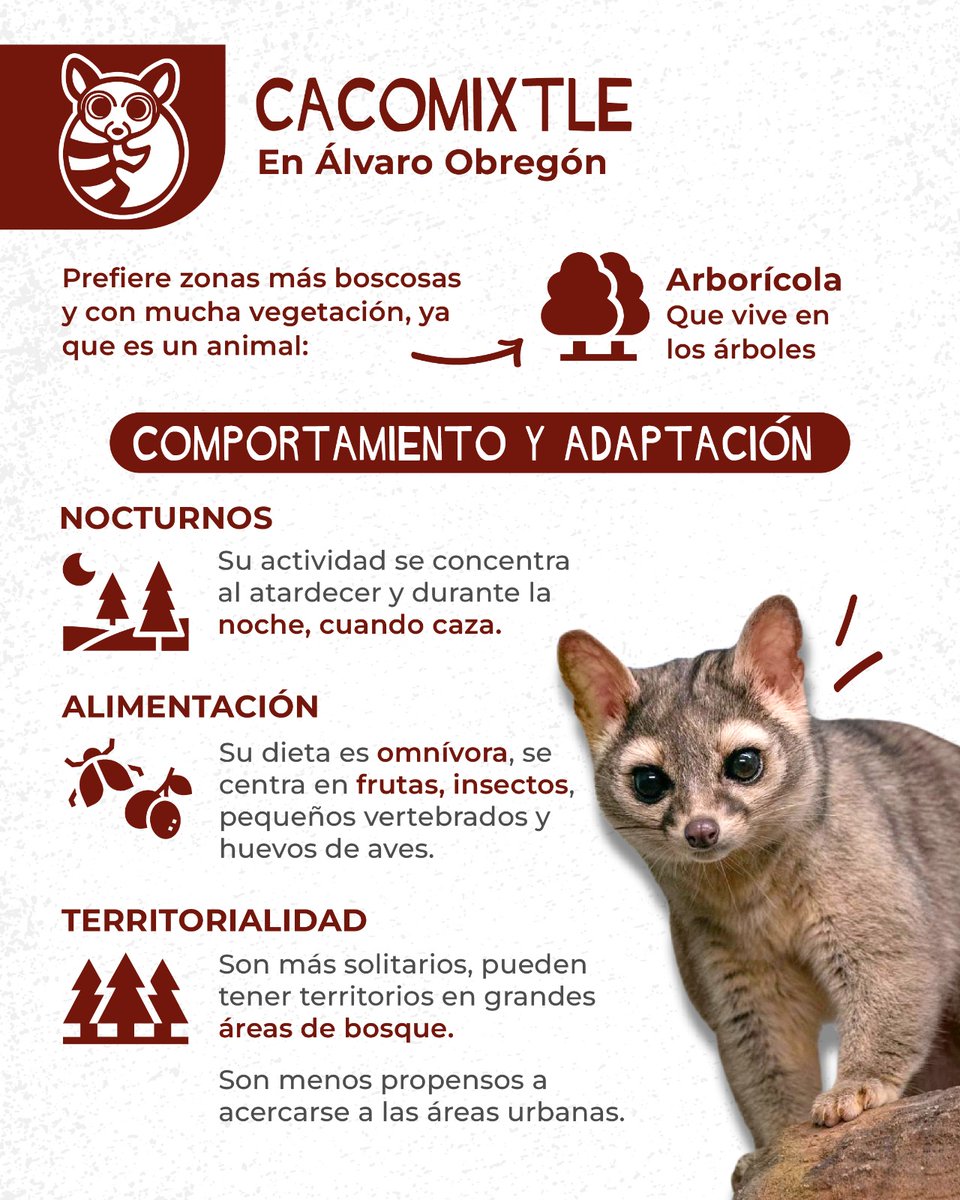 AlcaldiaAO's tweet photo. 🐾Los cacomixtles son tímidos y nocturnos, y aunque parezcan exóticos, ¡son originarios de nuestra ciudad!

No los alimentes, no los persigas y deja que sigan su camino. ¡Protege la fauna silvestre!🫶🏻
#ConstruyendoComunidadÁO https://t.co/3Qfj0QPT6r