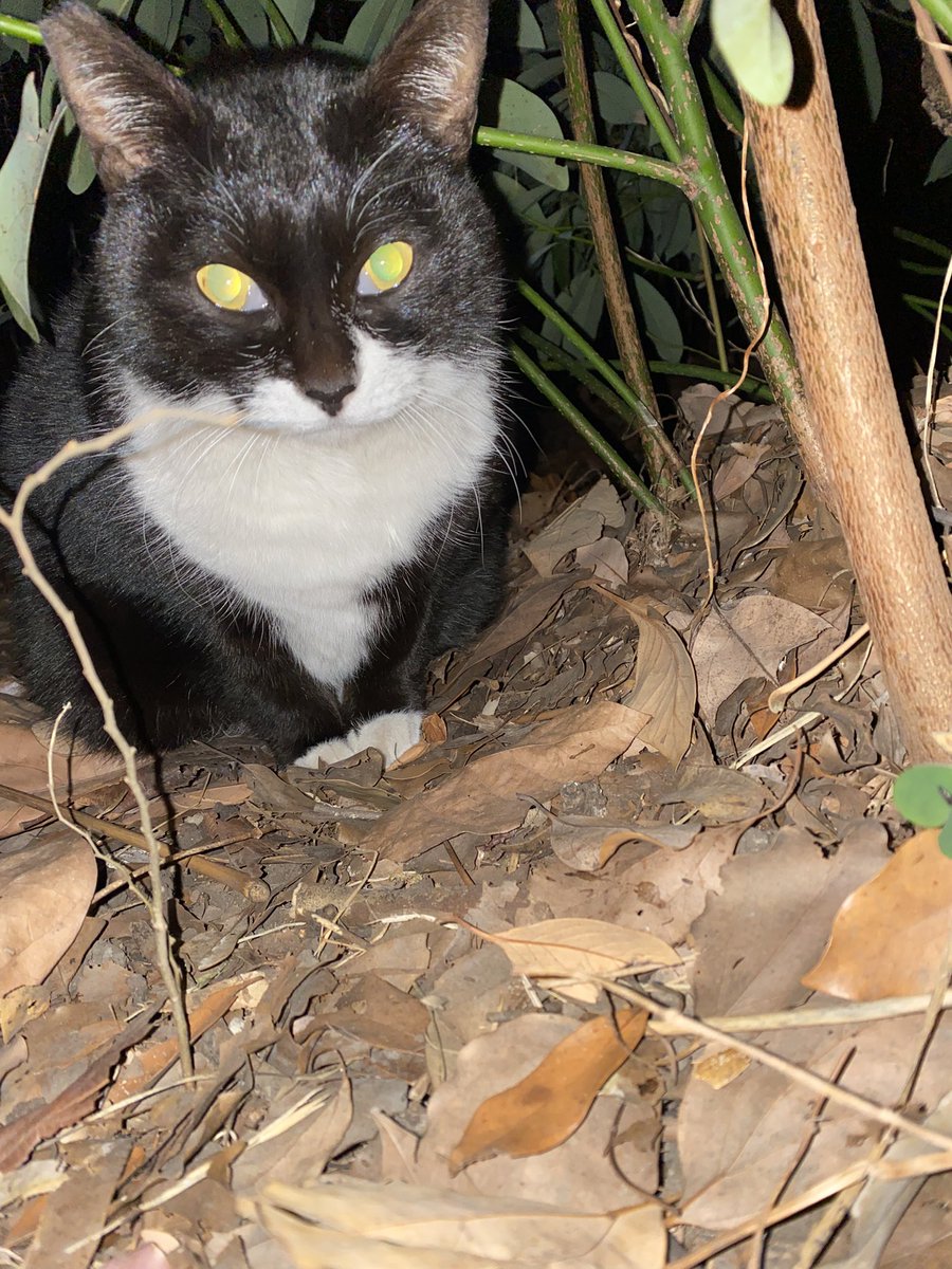 にゃん太郎 にゃん太郎 (@nyannyan__taro) / Posts / X