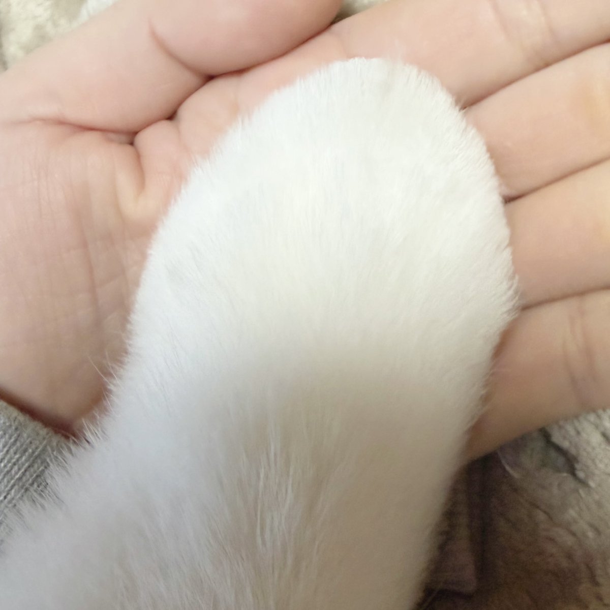 犬とその犬の手。