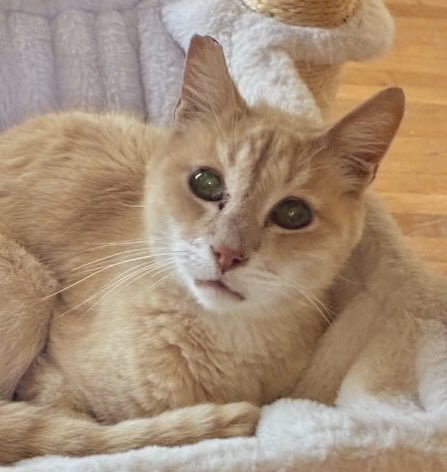 TheCatsMeowInc's tweet image. Julius was found skinny and sick 6 months ago. He was dumped by his owner but is doing well now. He is super sweet and talkative!

Julius is only 5yo &amp;amp; ready for a #ForeverHome in the #LosAngeles area

#RehomeHour #CatsofTwitter #adoptdontshop #cats #AdoptMe