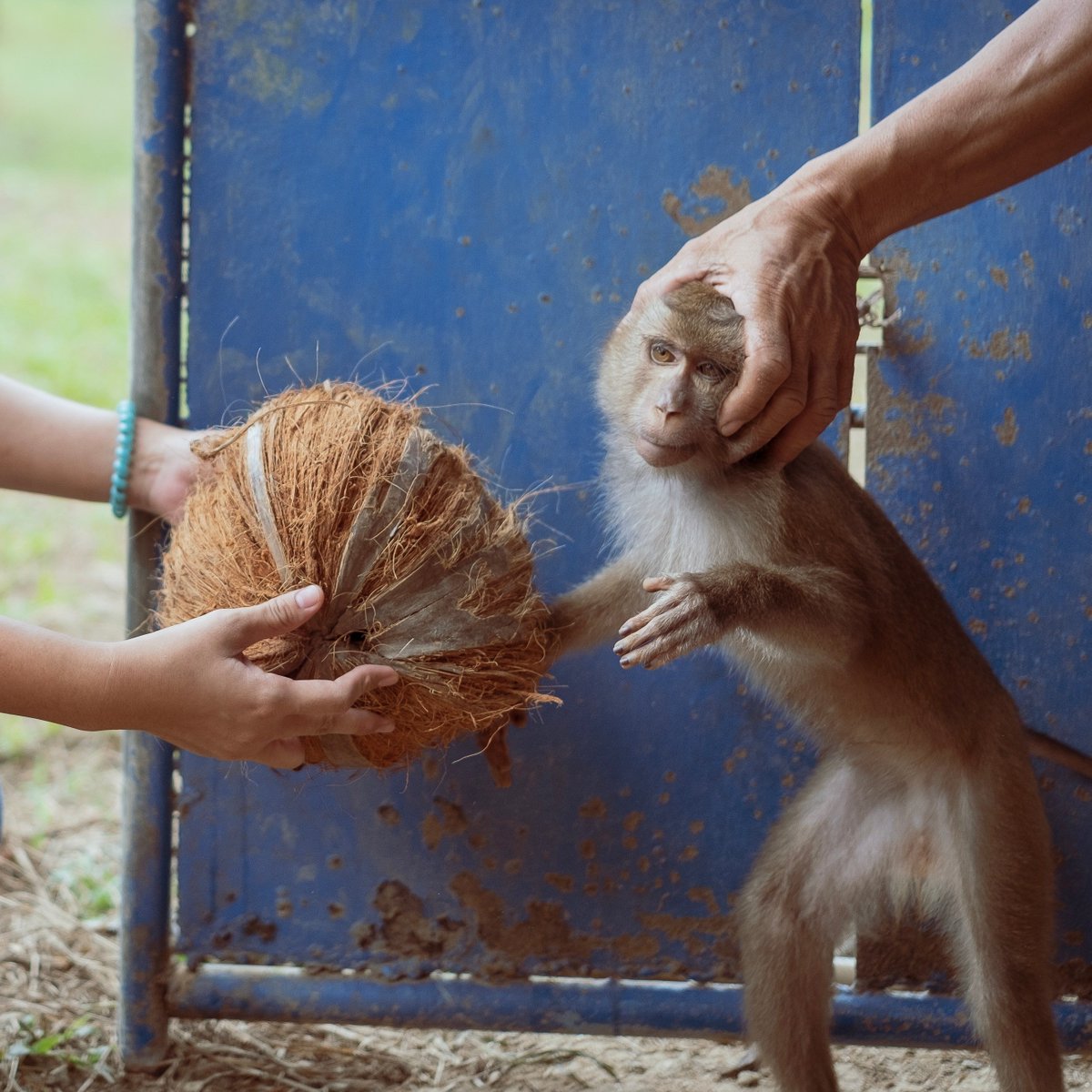 SamaHoole's tweet photo. Your coconut water, coconut oil, and coconut milk have a supply chain problem nobody wants to discuss.

Thailand produces 20% of global coconuts. The harvest is often done by trained monkeys. The monkeys are chained, beaten during training, and forced to pick coconuts 8 to 10 hours daily.

This isn't metaphorical. This is documented monkey slavery. The monkeys are captured from the wild, trained through violence, and worked until they're too old or injured, then discarded.

Animal welfare groups have investigated this repeatedly. Some companies claim they don't use monkey labor. The supply chain is opaque and verification is impossible. Your coconut products likely involved animal abuse.

But that's not even the worst part. Coconut farming in the Philippines and Indonesia often involves clearing coastal forest, destroying mangrove ecosystems that protect against storm surge and provide nursery habitat for fish.

The workers harvesting coconuts earn $2 to $5 per day climbing 30-meter trees with minimal safety equipment. Falls are common. Medical care is nonexistent. If you can't work, you don't eat.

The coconut oil is then refined using chemical processing similar to other seed oils, but marketed as healthy because it's "natural."

Your trendy coconut products required enslaving monkeys, exploiting workers, destroying mangrove forests, and refining oil through industrial processing.

But it says "raw organic coconut oil" on the jar, so you're definitely living clean.