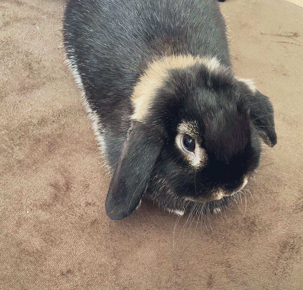 おはようさぎ🐰 #うさぎのいる暮らし