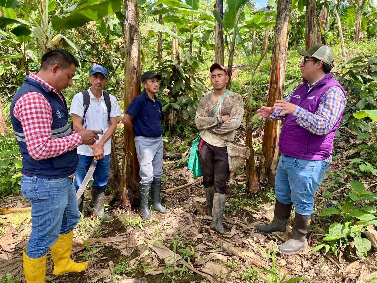 AgriculturaEc's tweet image. #Cotopaxi | En coordinación con @AgrocalidadEC, desarrollamos jornadas de capacitación dirigidas a productores de musáceas, enfocadas en medidas de bioseguridad para la prevención, detección y manejo frente a la emergencia nacional por el #FocR4T.

Además, brindamos asistencia