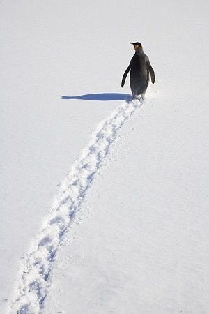 This penguin walked 400 miles through a blizzard just to ask one question:

Can you build my "Uber for Igloos" SaaS MVP?
The dedication is unmatched. We start Monday.🐧🤝🏻

#SaaS #BuildinPublic #viralpenquin