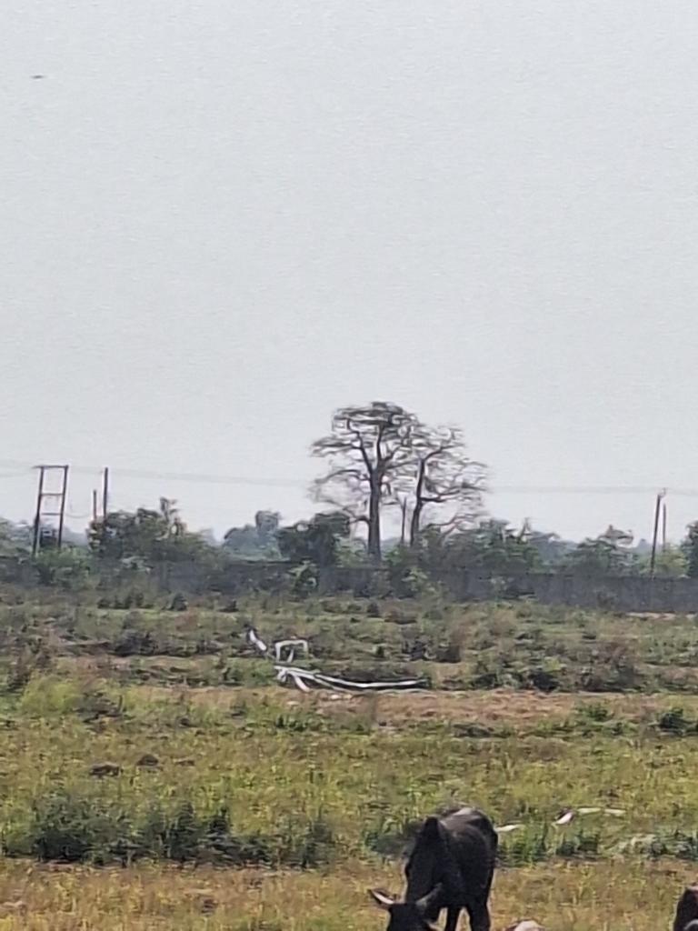 Bossy___'s tweet image. This rice season, i was able to harvet 350 sacks of rice from my farm in Dabala junction V/R. I beg you all in the name of God, i am looking for an investor/ a buyer/. Please link me to anyone or any company in need of rice. My life depends on it. Please retweet. 🙏 0552068775.