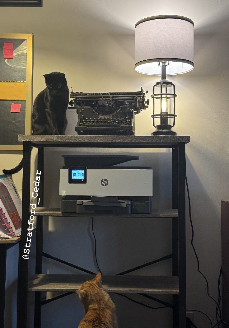 Humans talk about how weird us cats are. But we all know they do some crazy stuff, too! The Editor said she was bored over the weekend and decided out of the blue to rearrange our living room! Now there’s stuff everywhere. Why??? Of course, we have to supervise.
-S&amp;C 🧡🖤