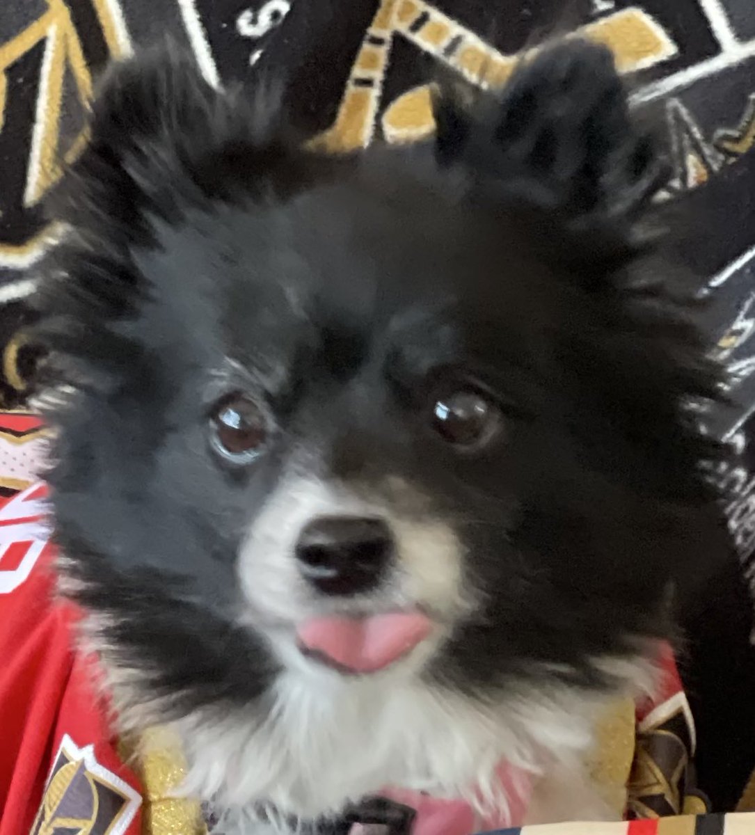 Let’s hope the #VGKHockeyGods are listening!  I volunteer as #VGKTribute so #VegasBorn can give me #Lucky3rdPdVGKNoseBoops.   Let’s do this! 

#VGK9Krew
❤️🐼🐶