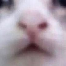 presidentofdochi tweet media