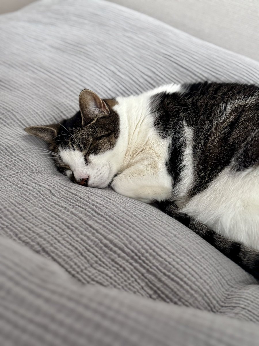 𝐗𝐕 ✦ (@xcivxxv) / Posts / X