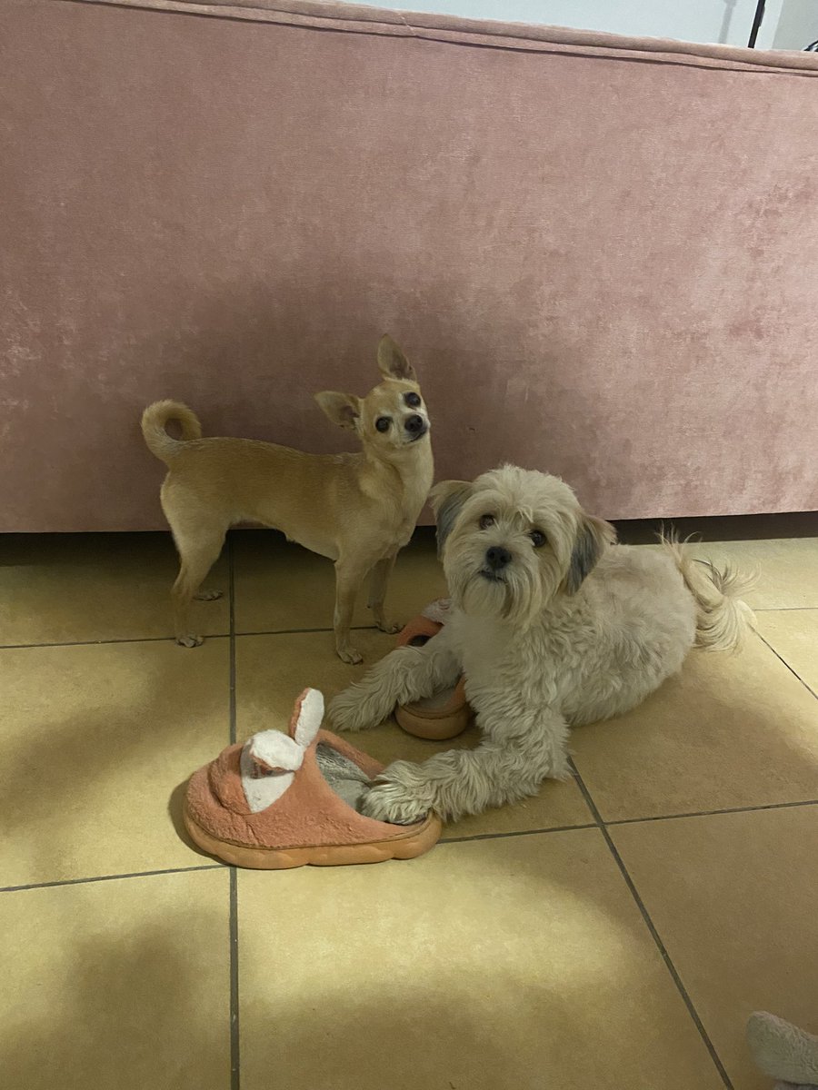 bunny kisses (@fantasy_dinasty) on Twitter photo 