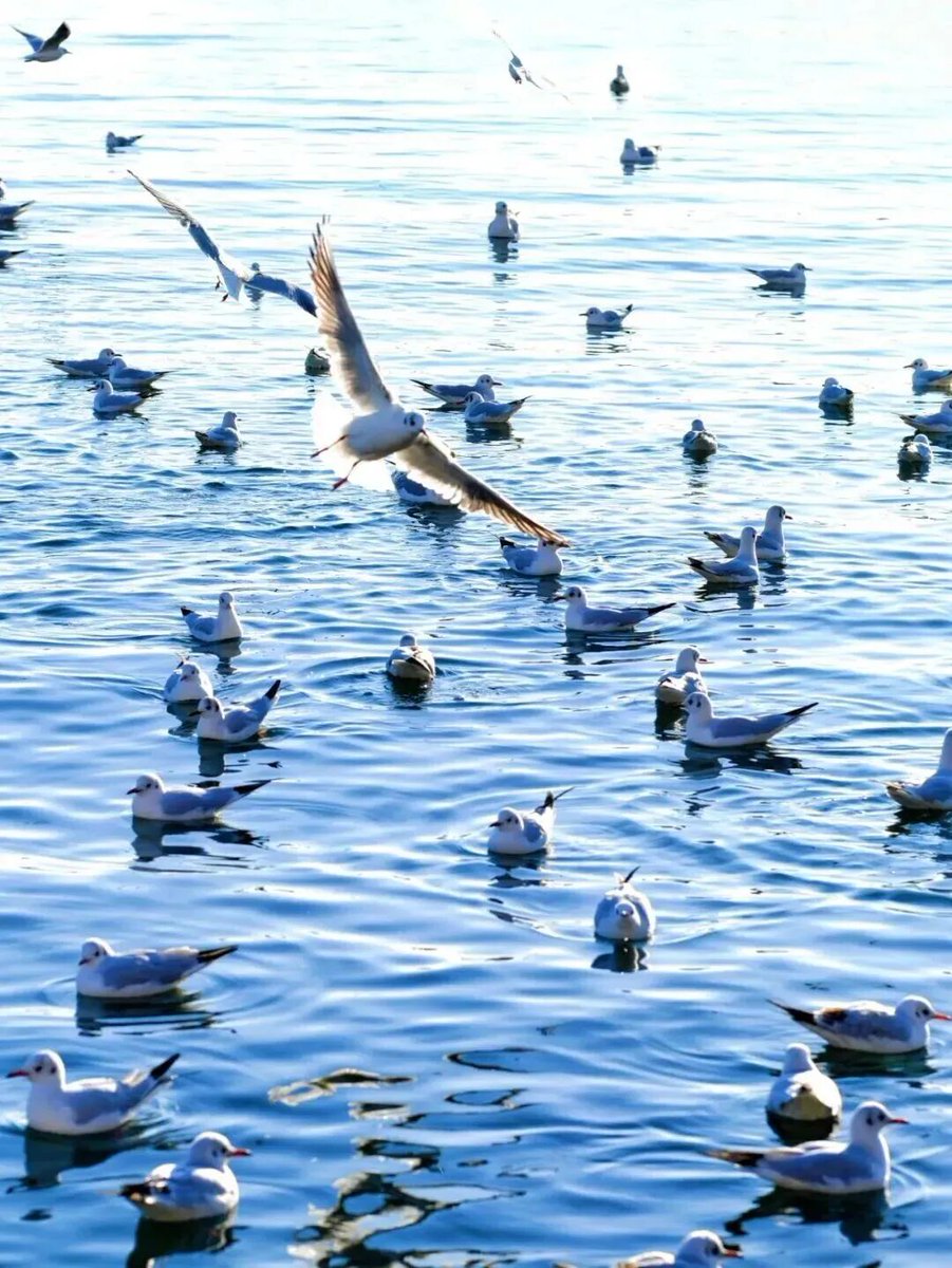 青岛栈桥
海鸥的叫声点缀了这片海，
“嘎——啊——” ，更脆，更亮，
带着金属划过冰面的质感。