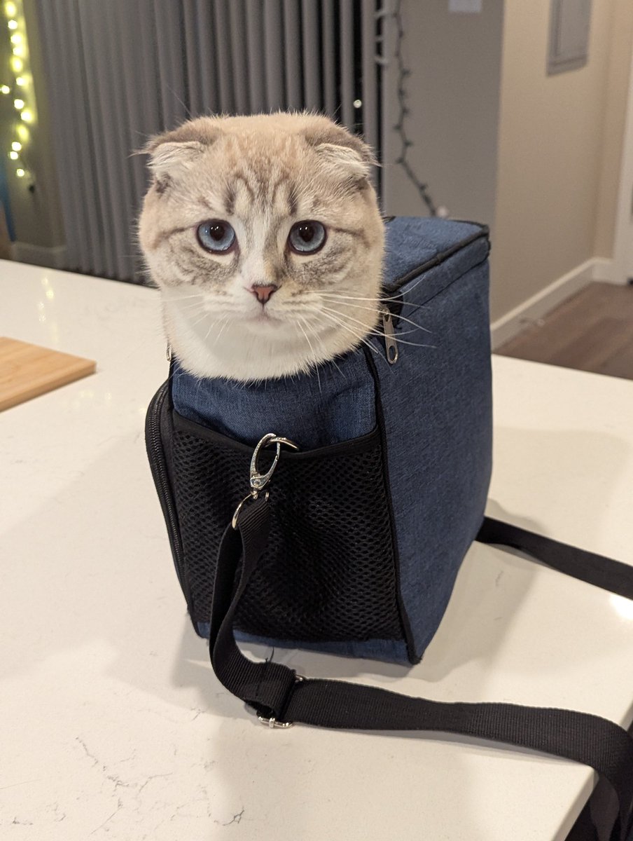 char💜🎧🎮 | envtuber (@chareeeena_) on Twitter photo 