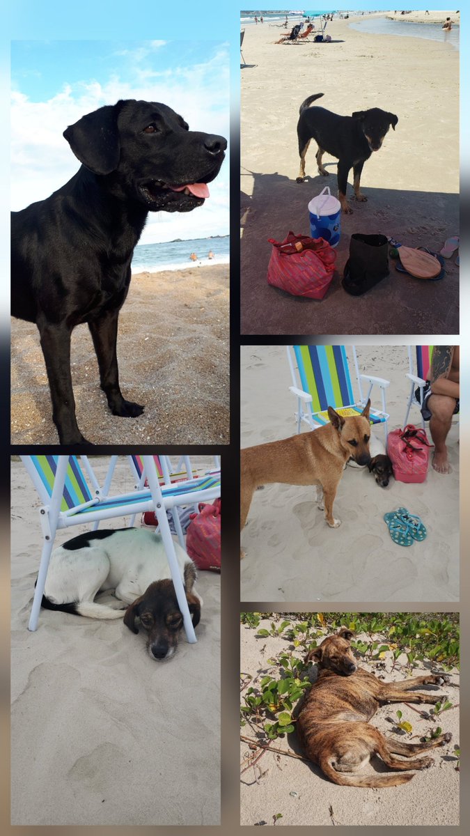 ailuj1986's tweet photo. Aqui os meus amiguinhos das praias. Dóceis, só querem um carinho.
#justicapororelha https://t.co/cUGlDO44kl