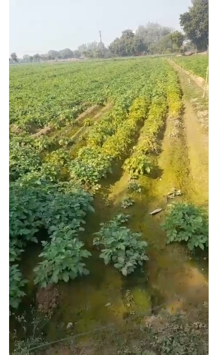 bstvlive's tweet image. आगरा : बाह में लगातार हो रही बारिश

➡ आलू, सरसों की फसल को नुकसान
➡ बाह तहसील क्षेत्र का मामला

#Agra #RainDamage #Crops