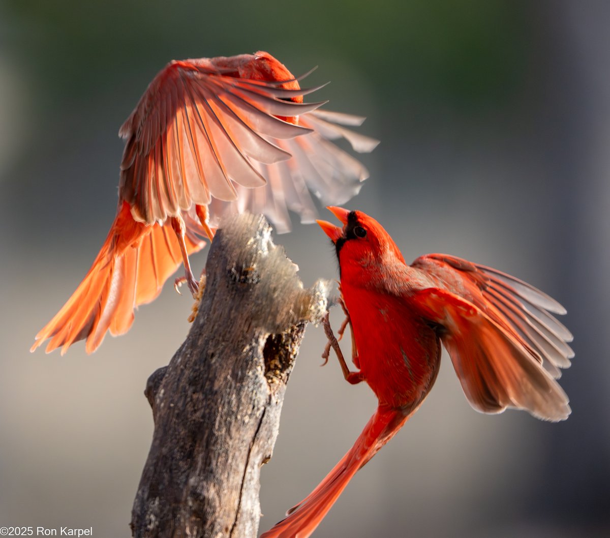 Ron Karpel tweet media