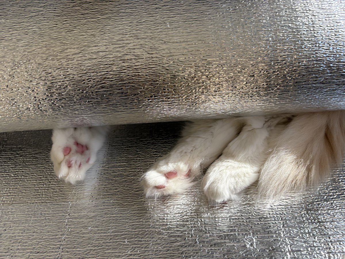 るいにゃ (@ruinya27) / Posts / X