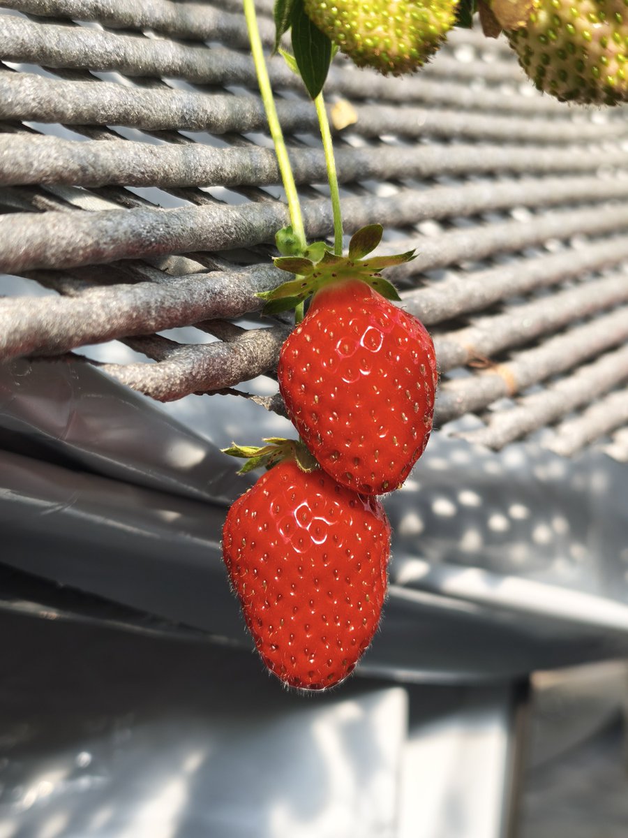 いちごページ ( * ॑꒳ ॑*) ポチページ 苺ページ いちごページ 苺♥ いちごページ 椿 Buy ZX 8000