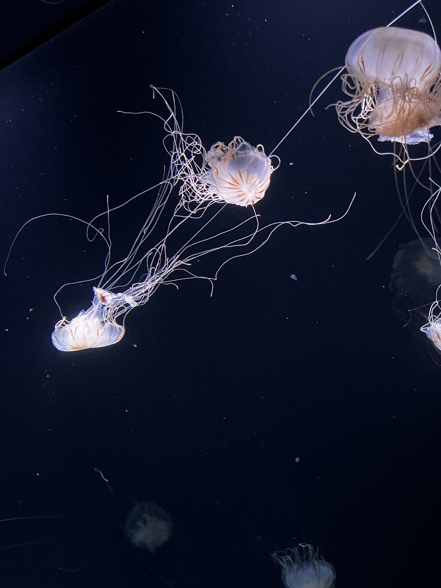 しおん tweet media