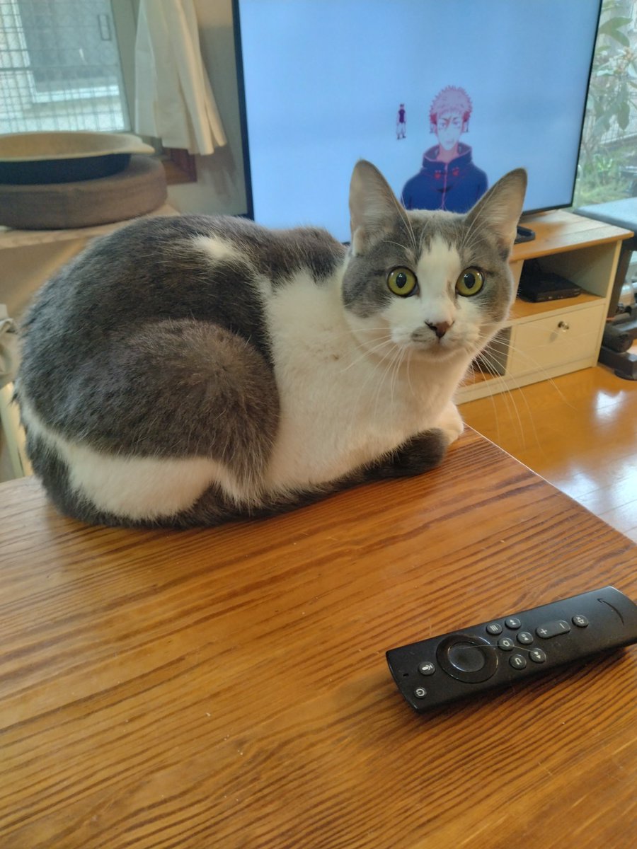 何かをずっと見てる 呪霊でもいるんかな #猫のいる暮らし