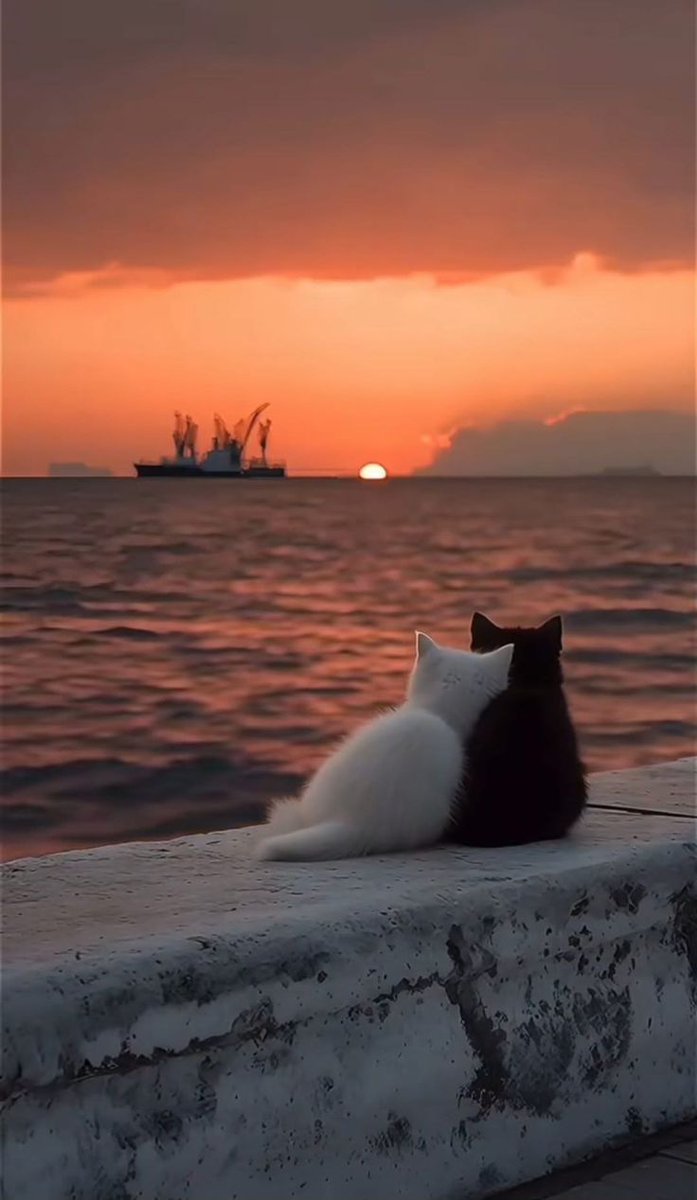 aestheticspost_'s tweet image. 