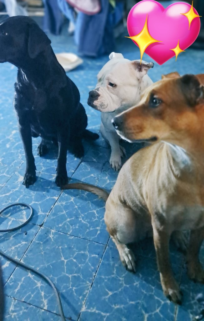 JorgeJaime_1's tweet image. Les dije hay viene el perrito que les gusta disimulen🙈💗( que tengan una excelente noche bendiciones  si alguien gusta apoyarme en mi perfil mis datos muchas gracias)